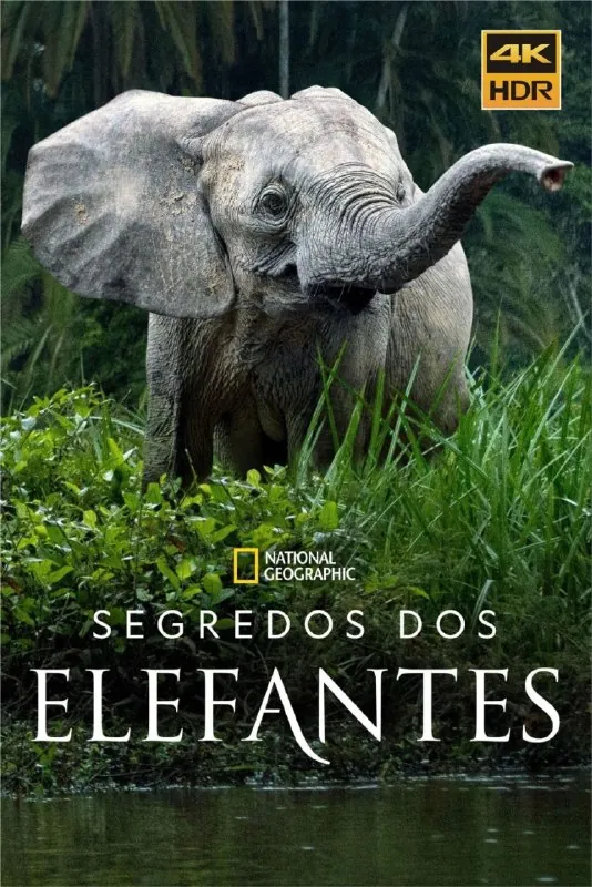 大象的秘密（2023）